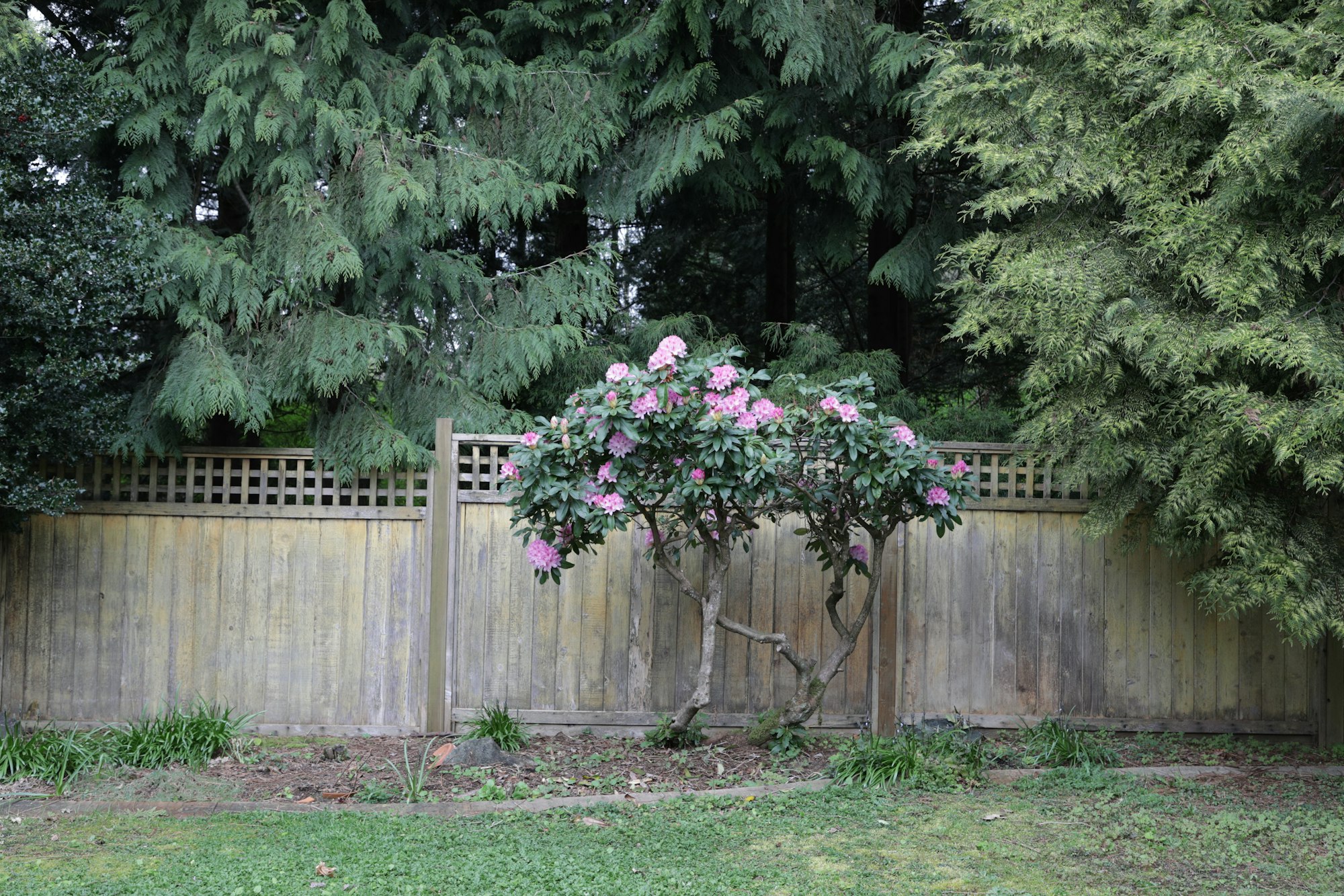 Cleared and tidy garden area
